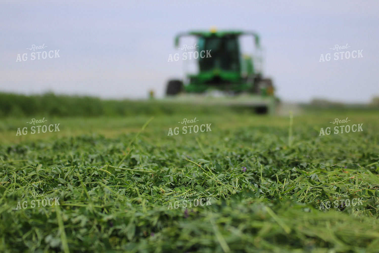 Cut Alfalfa Hay 82289