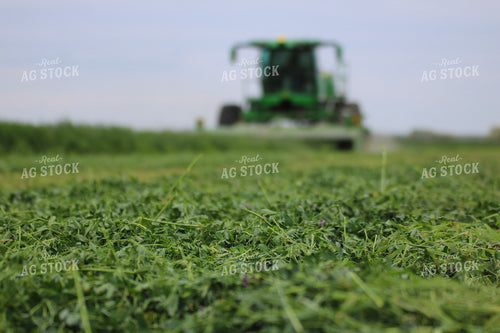 Cut Alfalfa Hay 82289