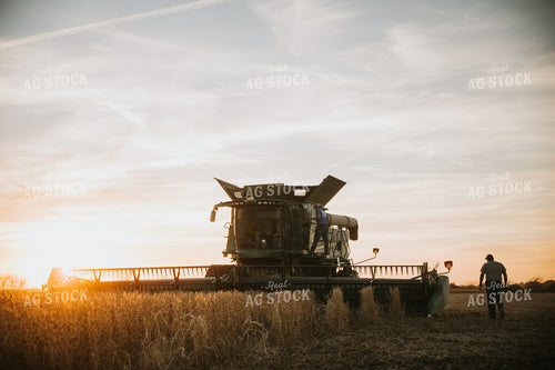 Soybean Harvest at Dusk 6995