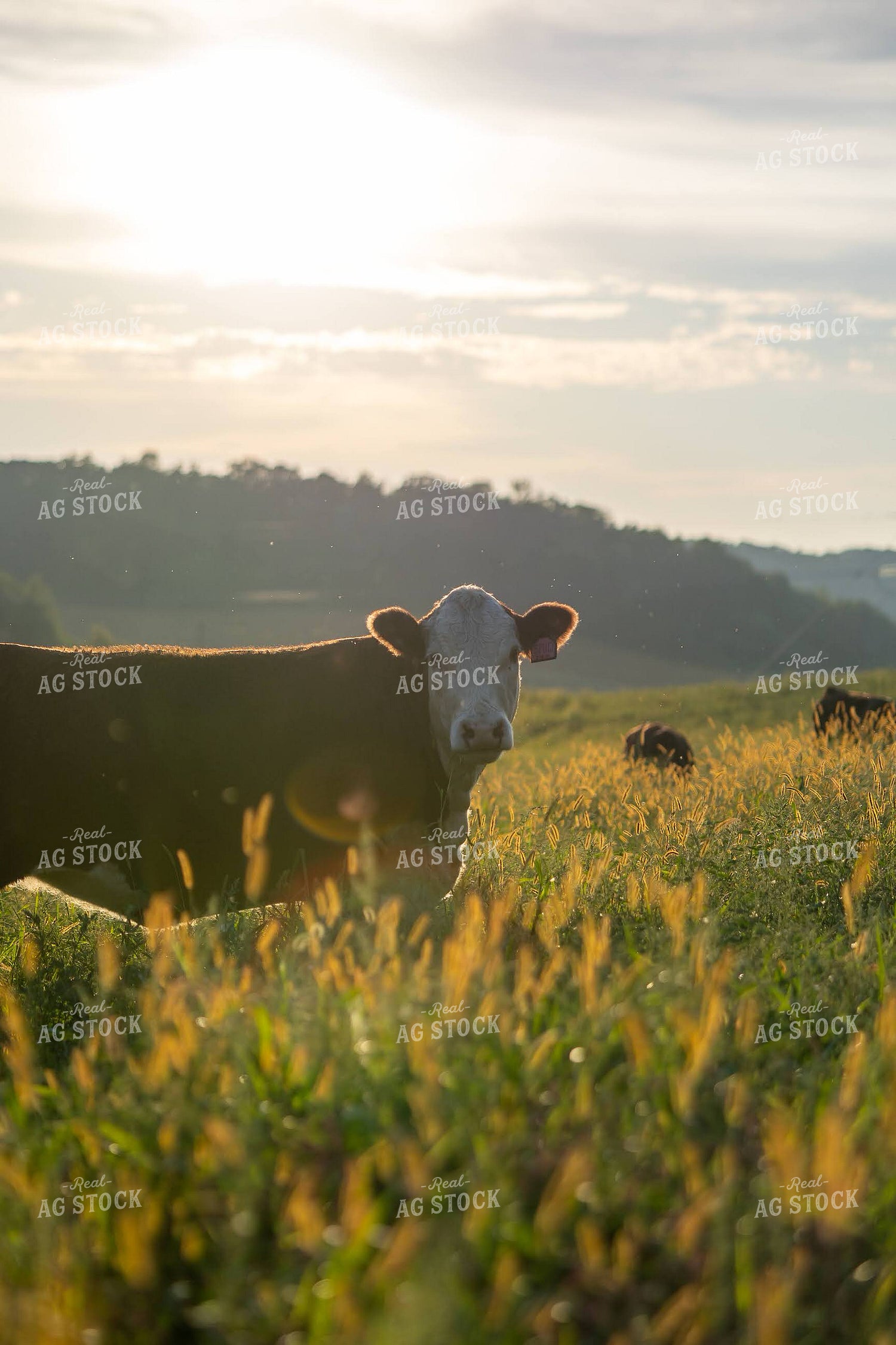Hereford Cattle on Pasture 194075