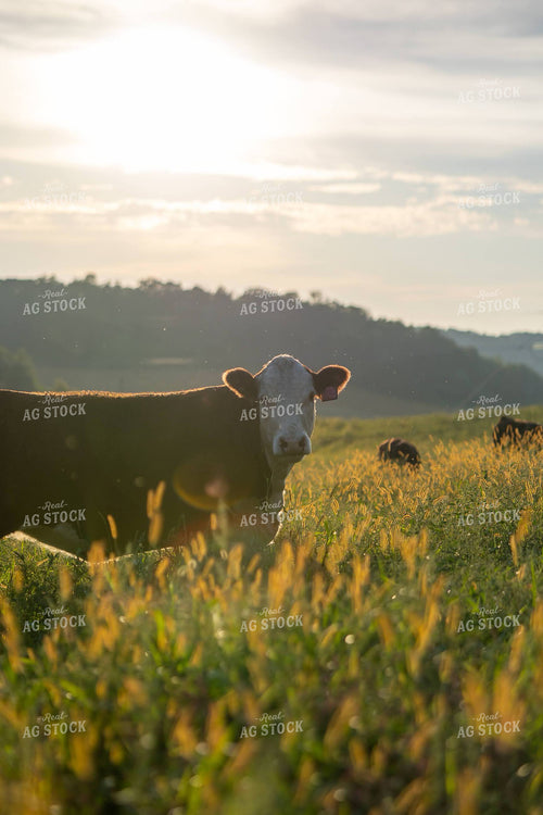 Hereford Cattle on Pasture 194075