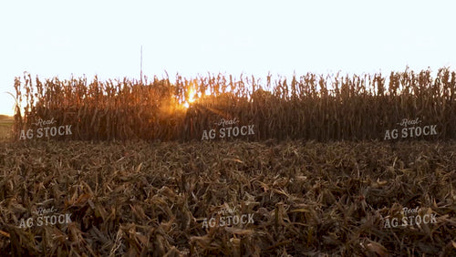 Corn Harvest Video - Picking at Sunset 2554