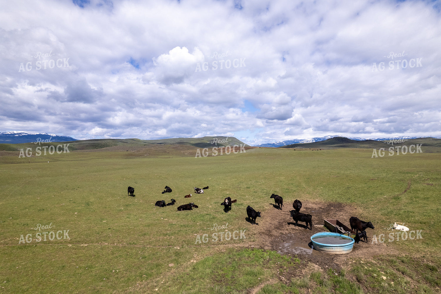 Aerial of Cattle by Water Tank 65742