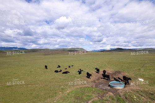 Aerial of Cattle by Water Tank 65742