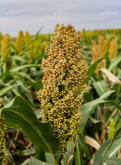 Dough Stage Sorghum 237013