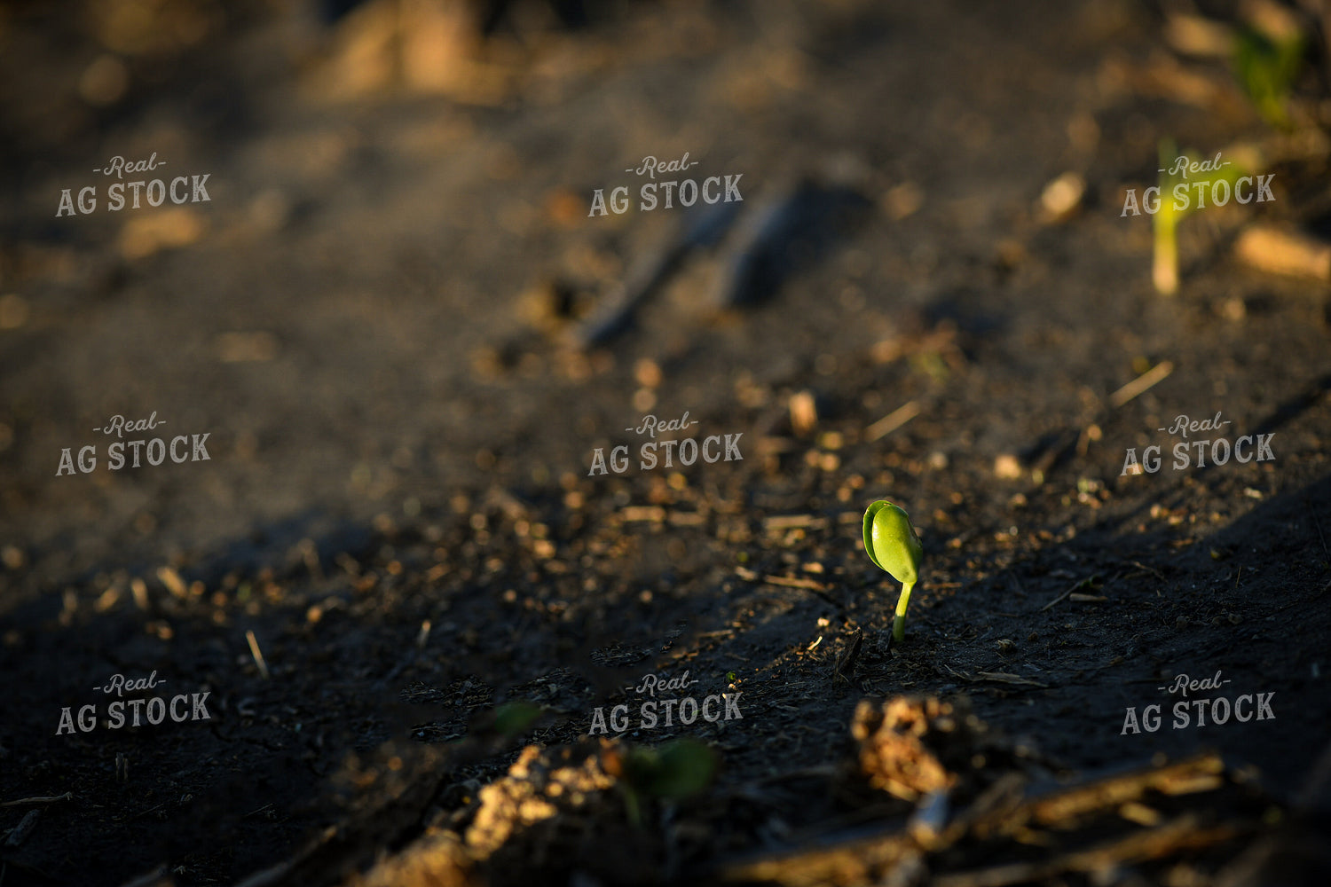 Early Growth Soybeans 191092