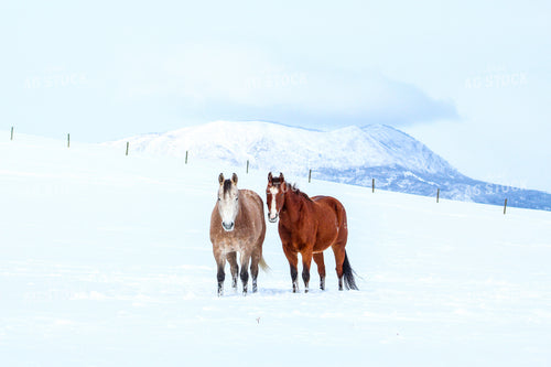 Horses in Snowy Pasture 58109