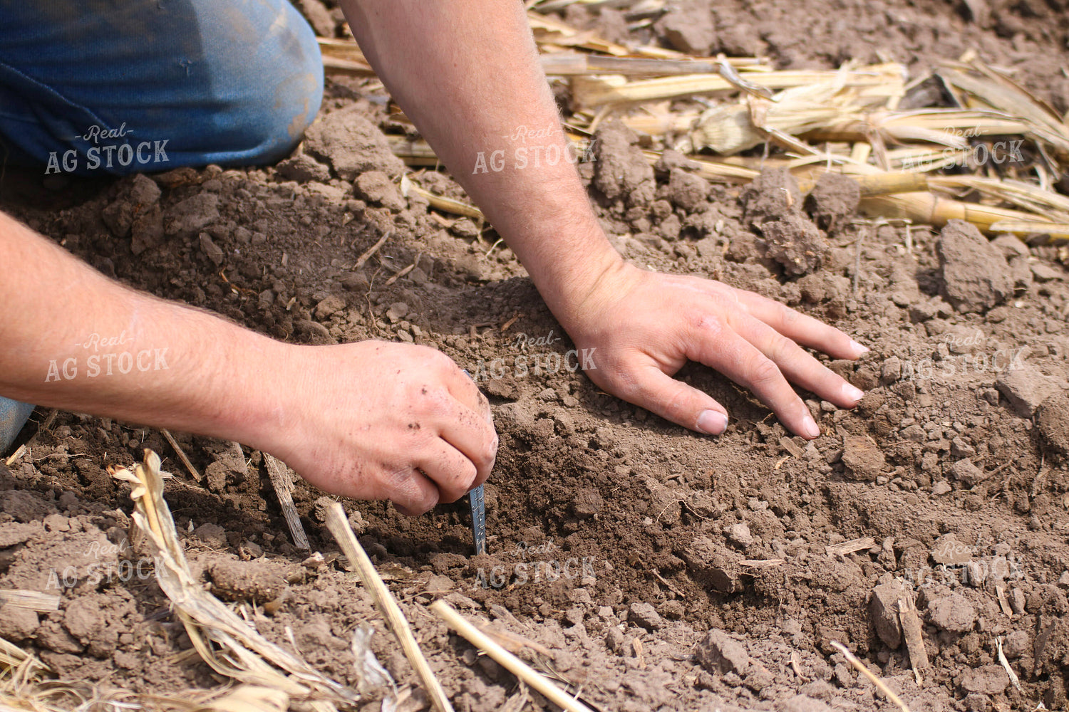 Farmer Checking Seed Depth 82420