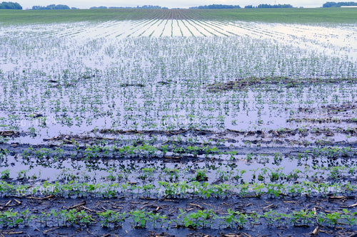 Ponding in Soybean Field 154087