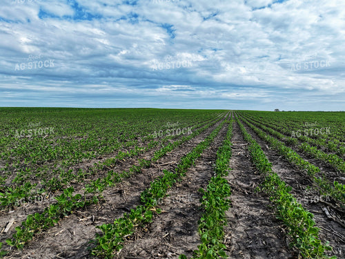 Midseason Soybeans 141302