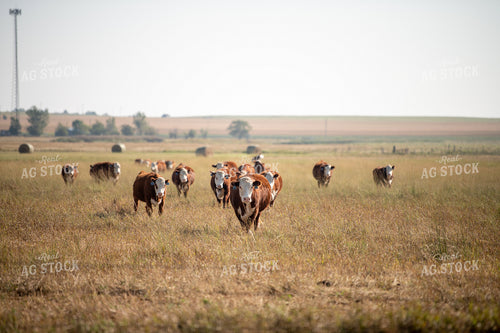 Hereford Cattle 212067