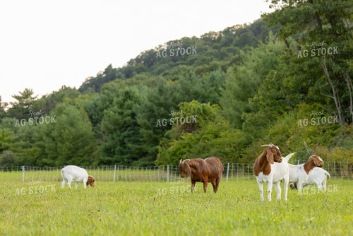 Goats 233033