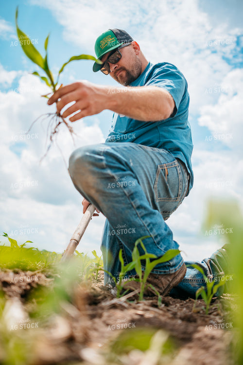 Farmer Checks Root System of Early Growth Corn in Field 56681