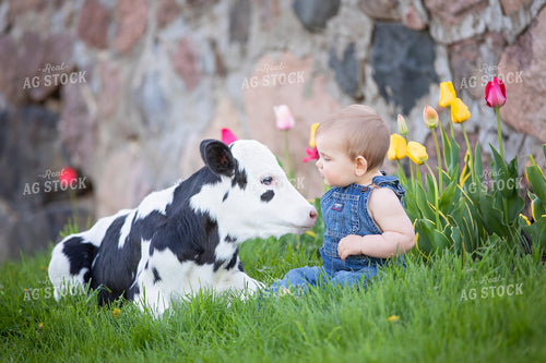 Dairy Calf and Farm Toddler 55092