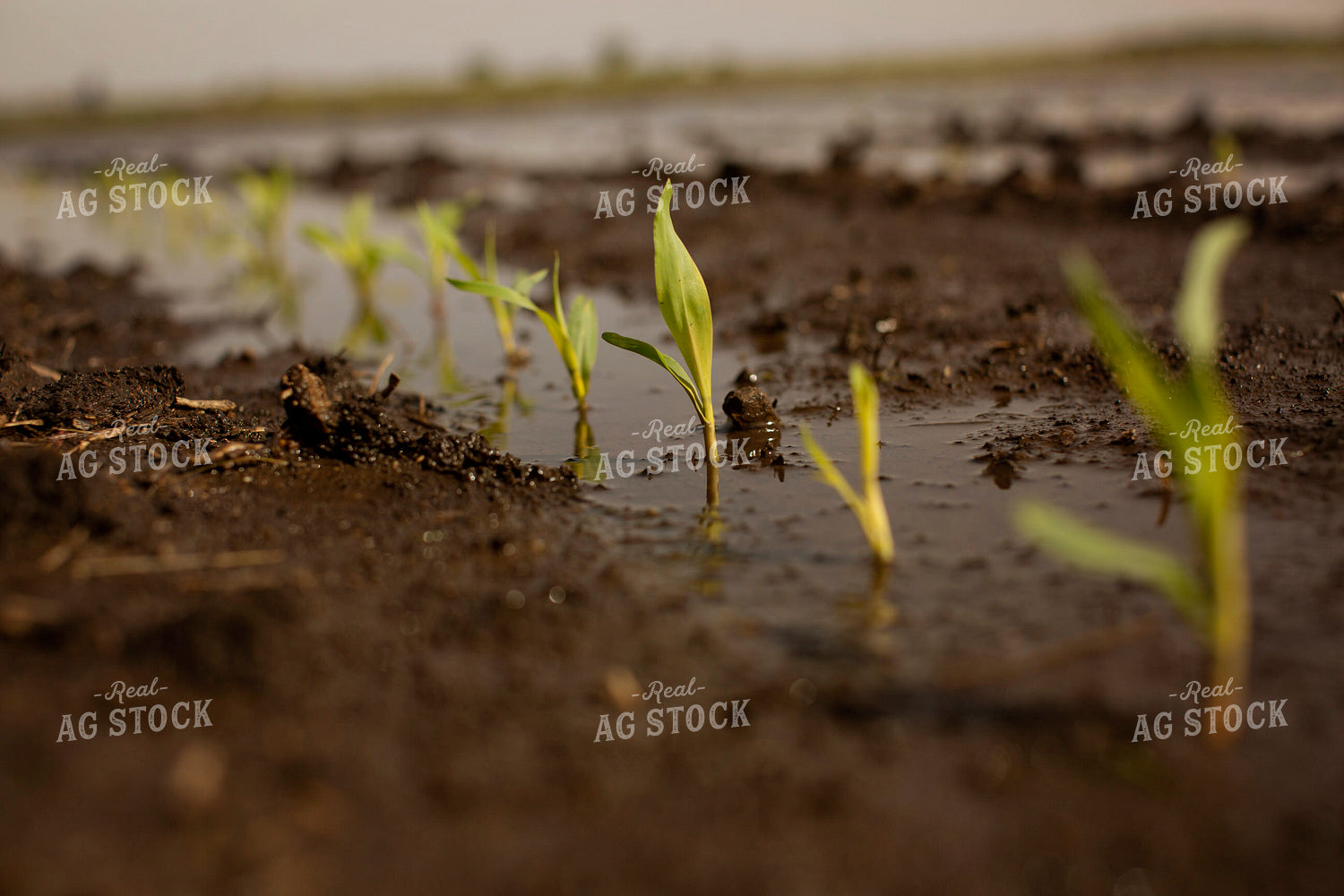 Early Growth Corn in Wet Soil 5553
