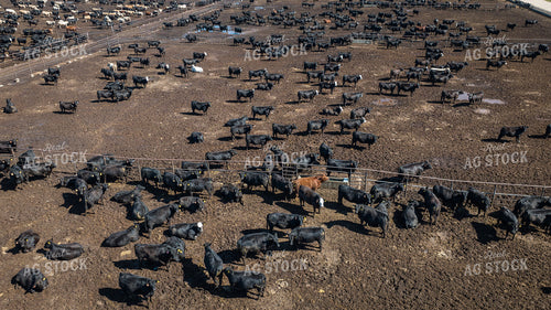 Cattle Feedlot Drone 56443