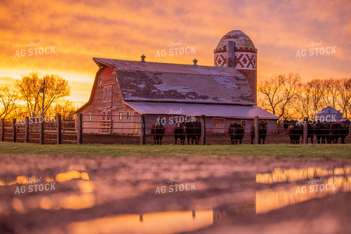 Cattle by Barn 299030