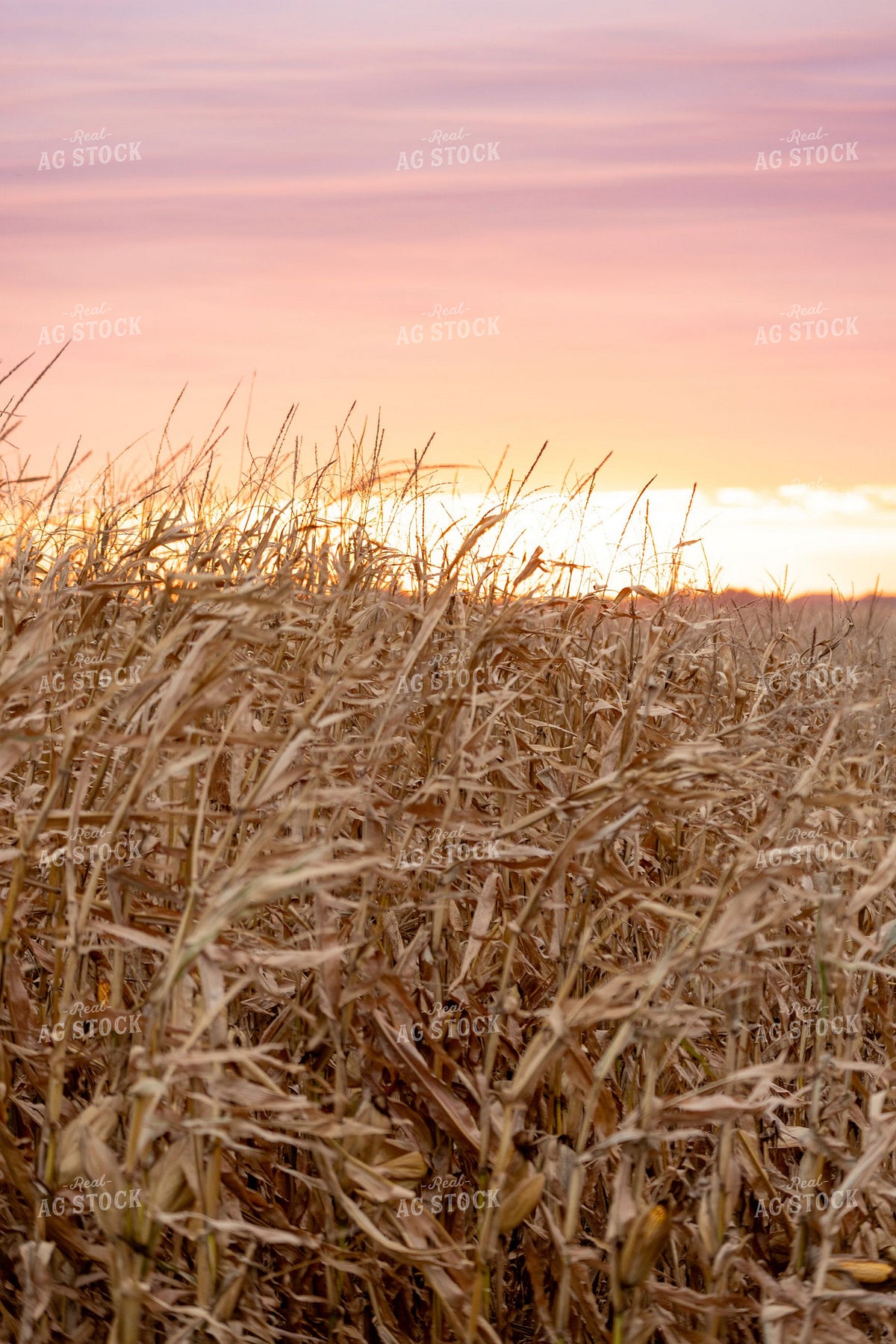 Dried Corn Field at Sunset in Autumn 405017