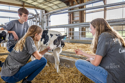 Farm Kids with Holstein Calf 270366
