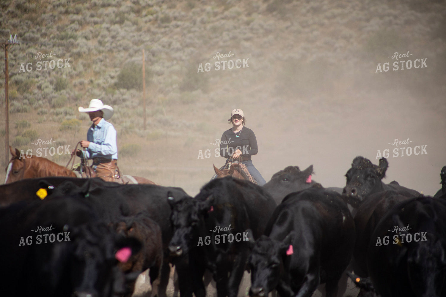 Cattle Drive 117421