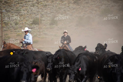 Cattle Drive 117421