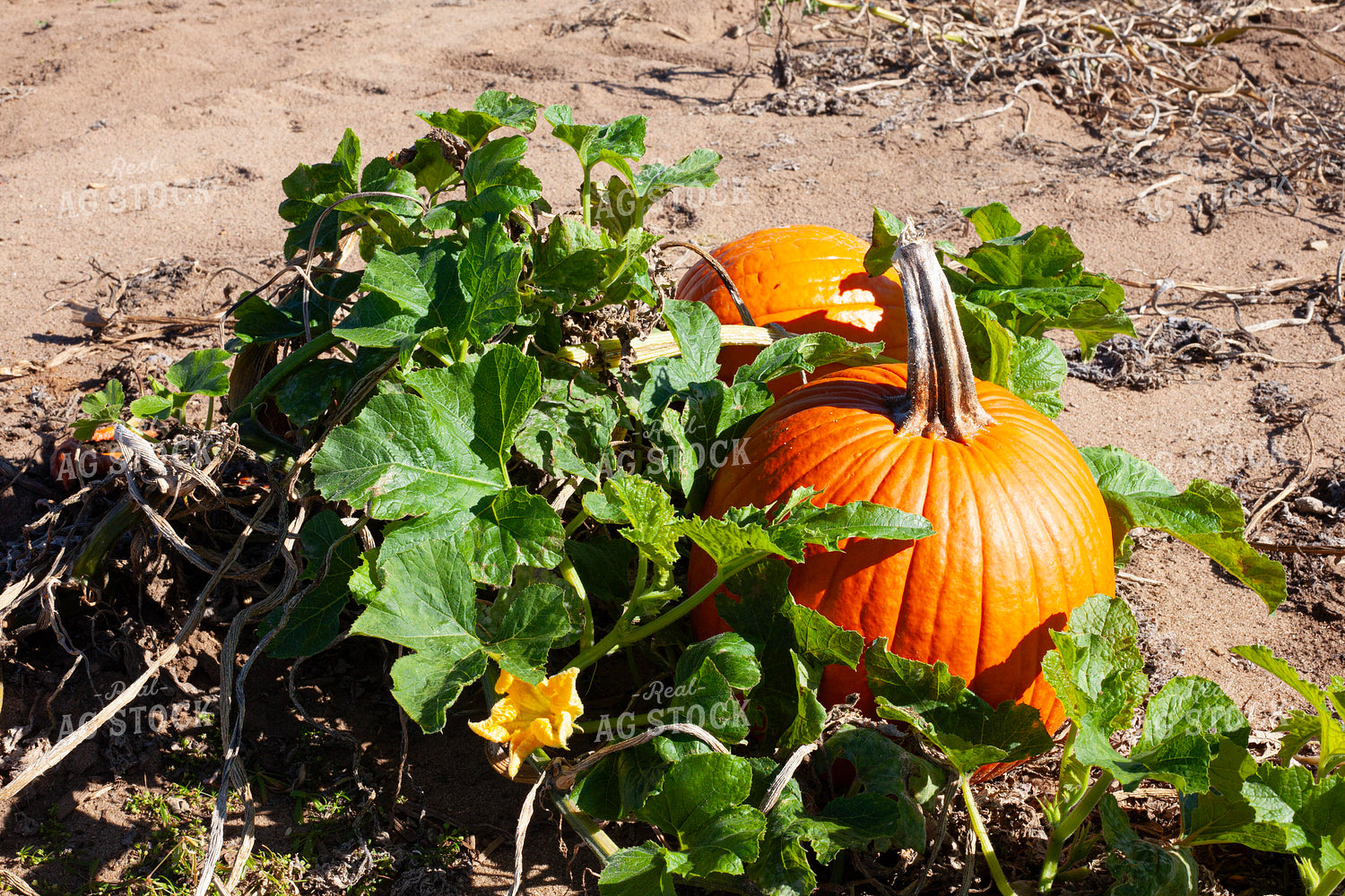 Pumpkin Harvest 132246
