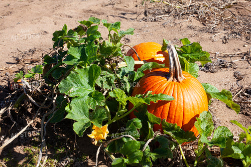 Pumpkin Harvest 132246