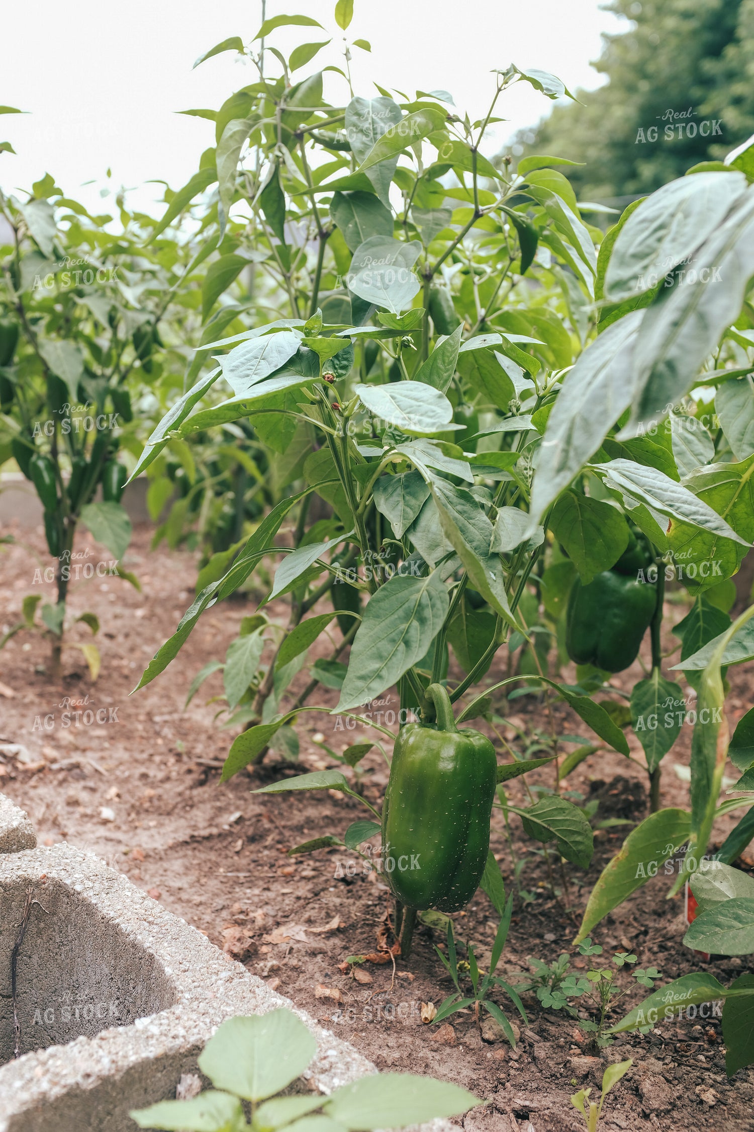 Pepper Plants 162045
