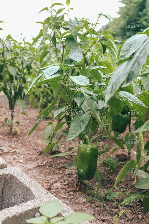 Pepper Plants 162045