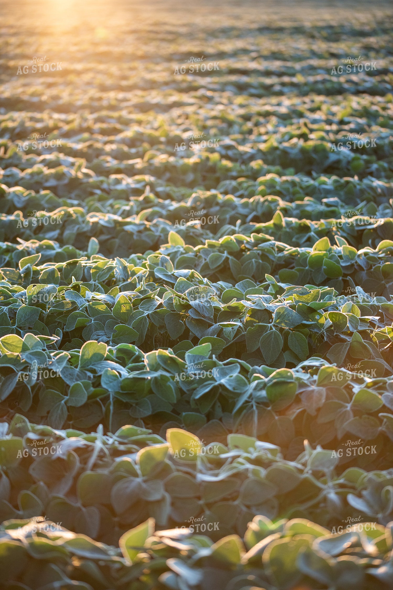 Soybean Field 76224