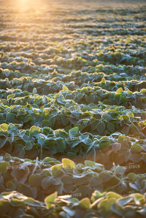 Soybean Field 76224