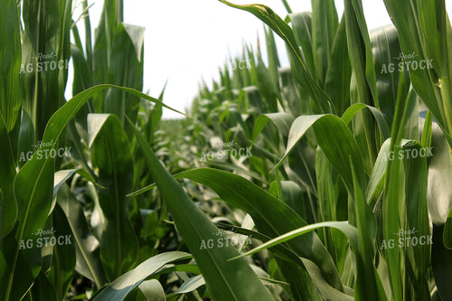 Corn Leaves 141156
