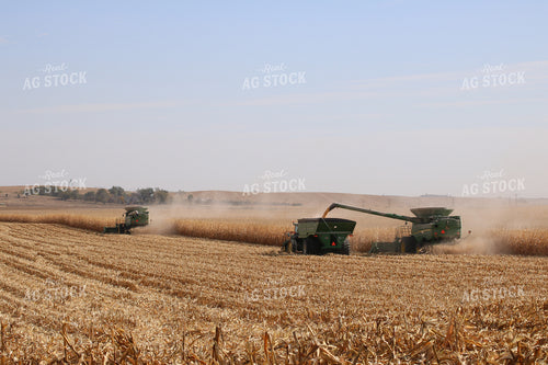 Corn Harvest 82042