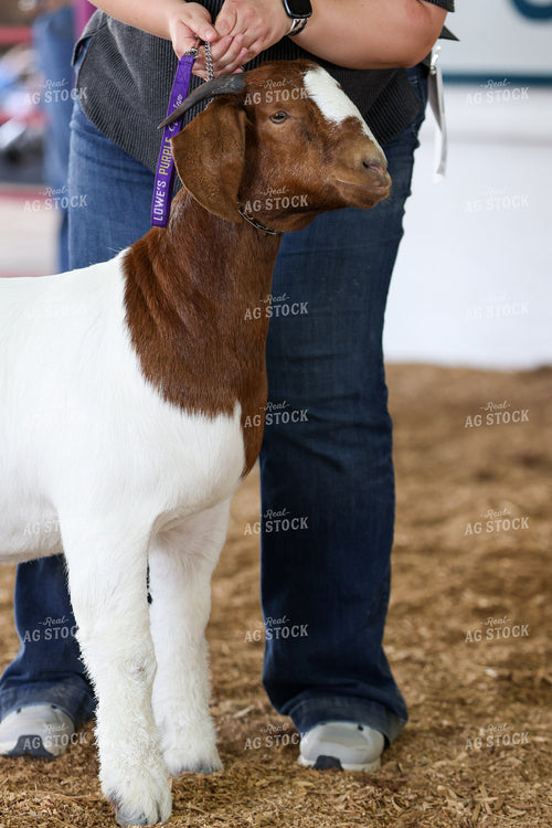 Goat Show 160418