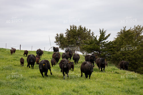 Angus Cattle in Pen 67096