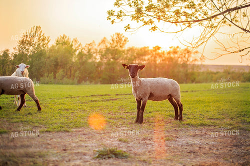 Sheep in Pasture 93163