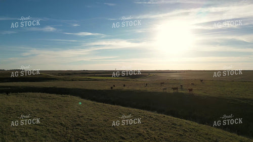 Aerial of Cattle on Pasture 268261