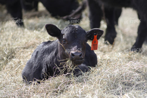 Angus Calf Playing in Hay 117206