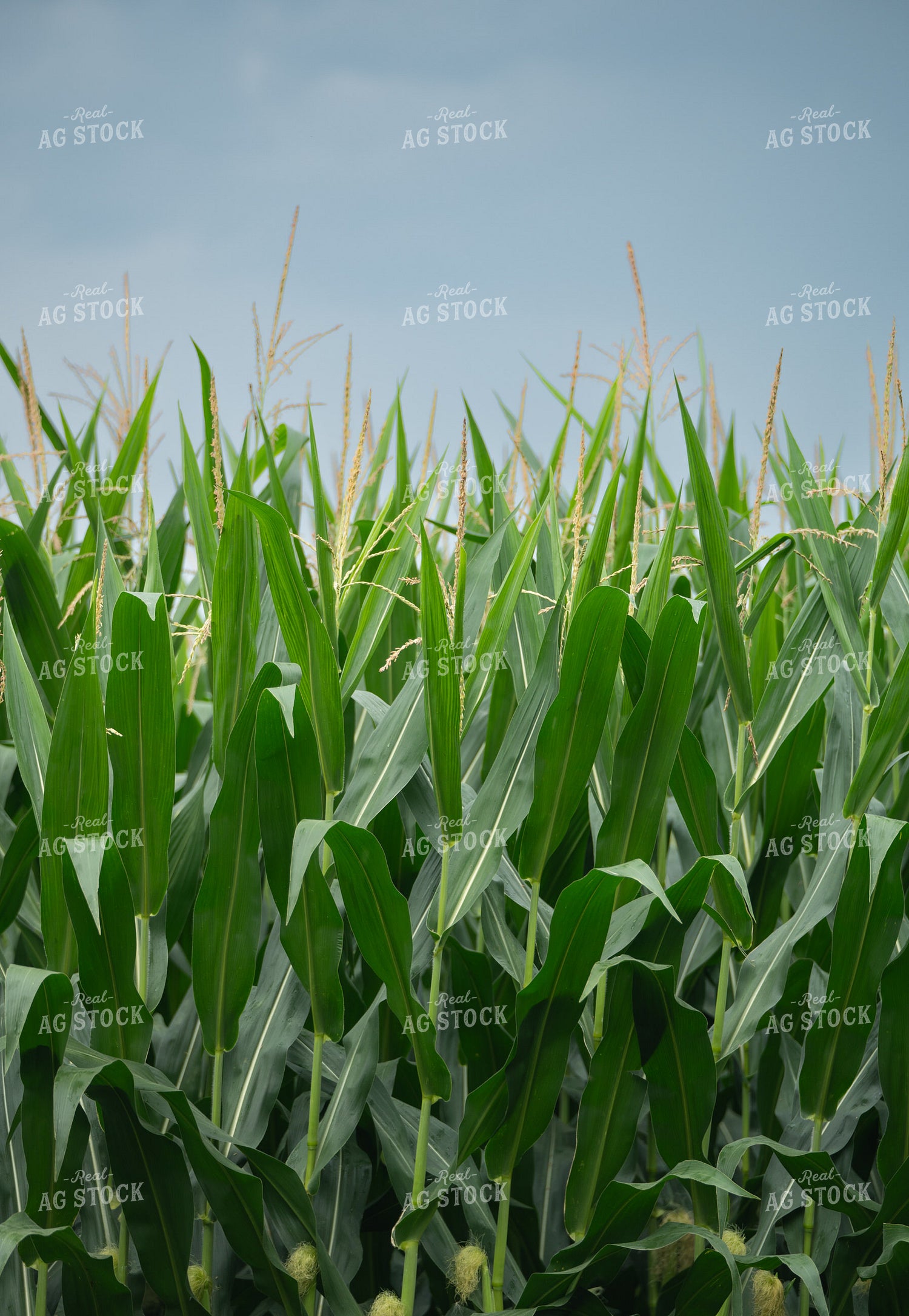 Midseason Corn 185250