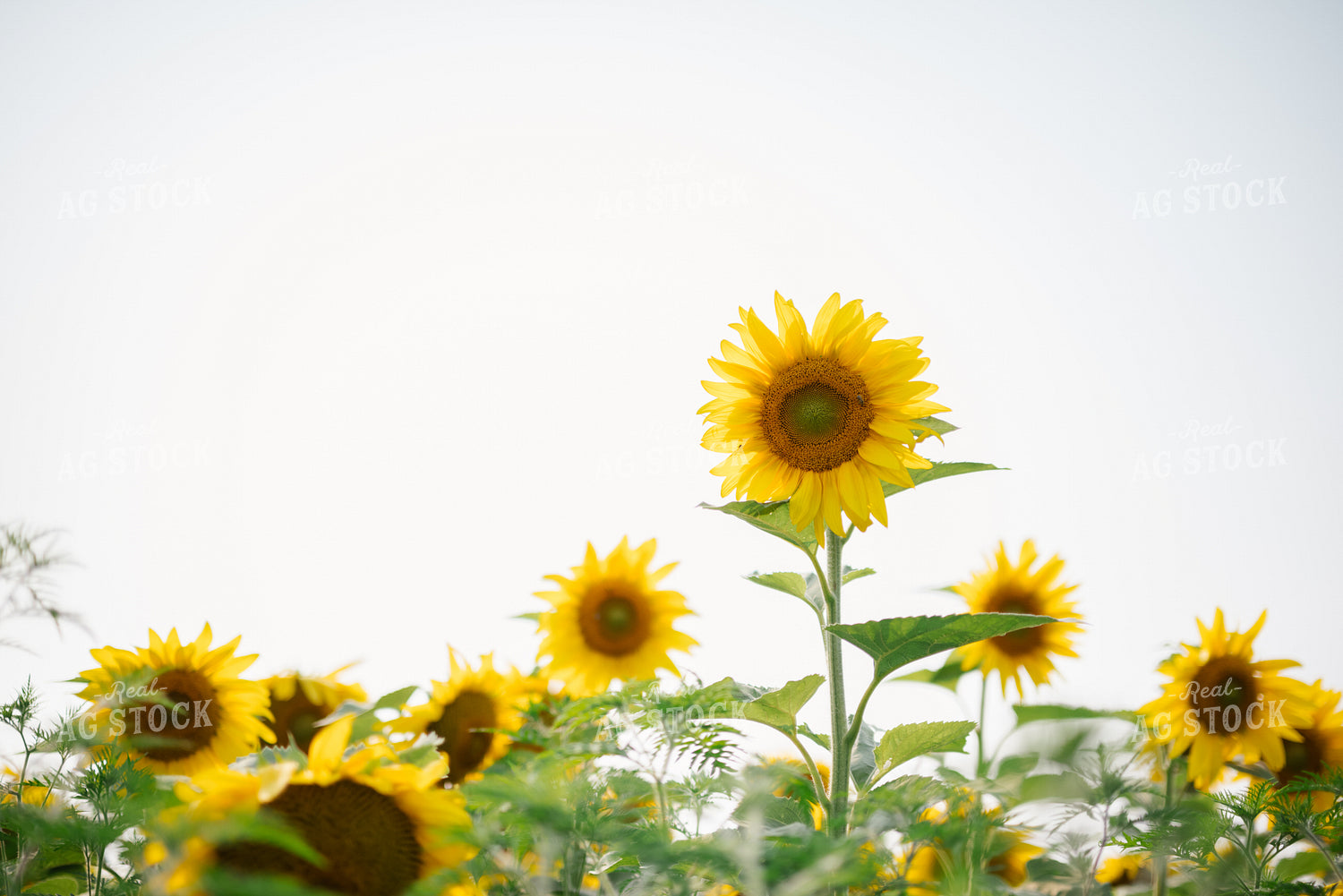 Sunflowers 137079