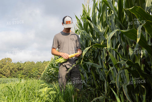 Farmer Checking Corn 79682