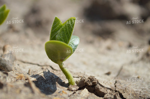 Early Growth Soybeans 206020