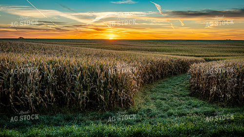 Fields of Summer Corn 124001