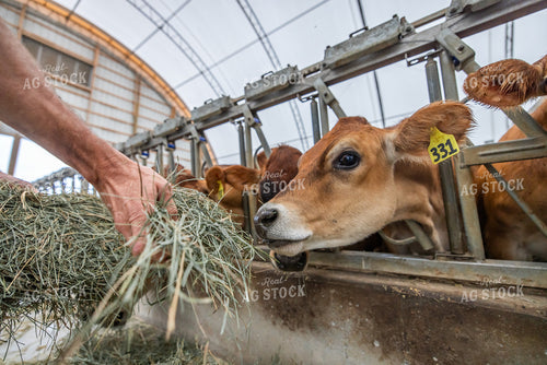 Farmer Feeding Forage 270455