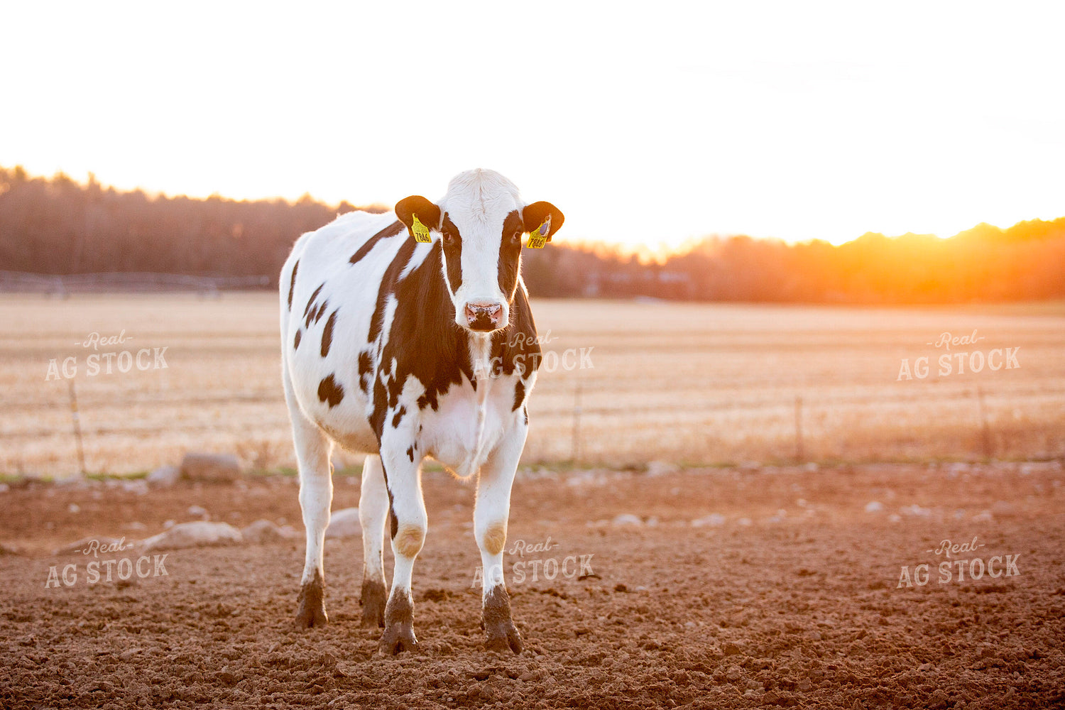Holstein Cattle 55284