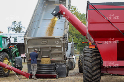 Augering Soybeans into Grain Bin 52079