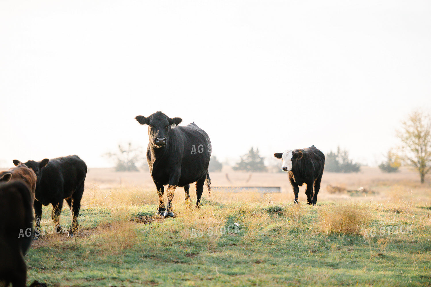 Cattle on Pasture 301035