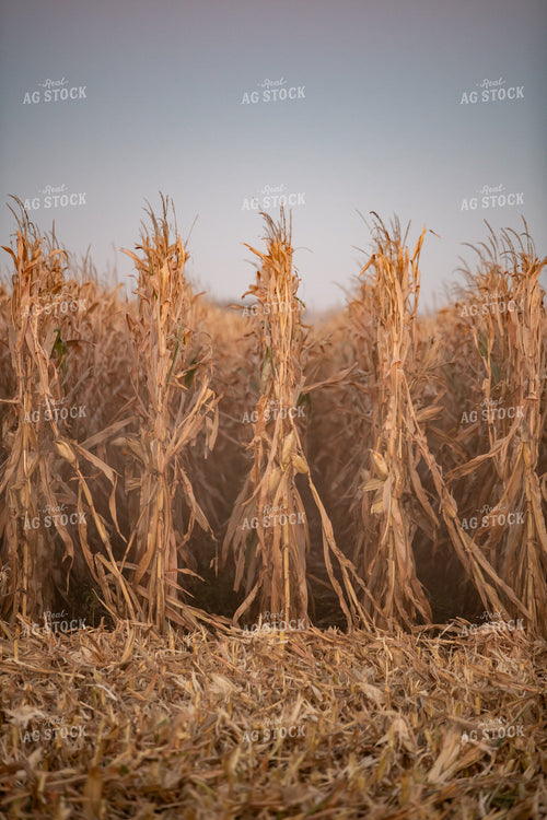 Dried Corn 76495