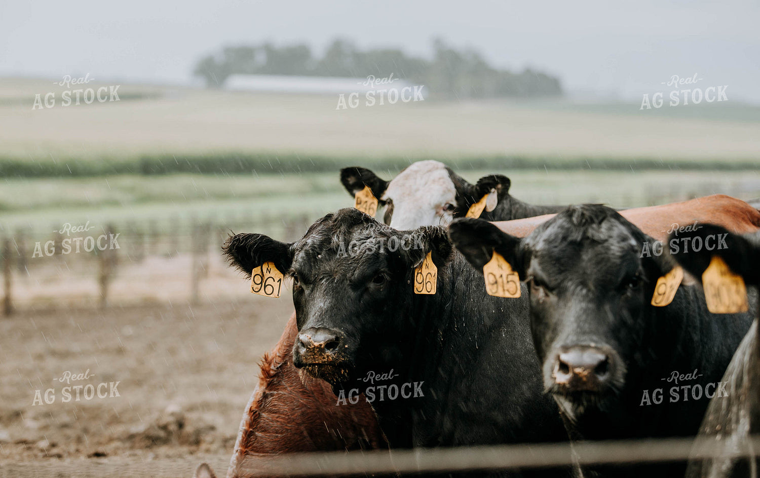Cows in Farmyard 77103