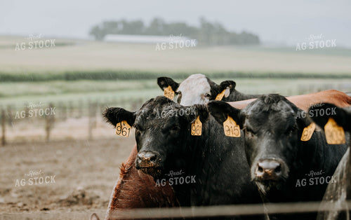 Cows in Farmyard 77103
